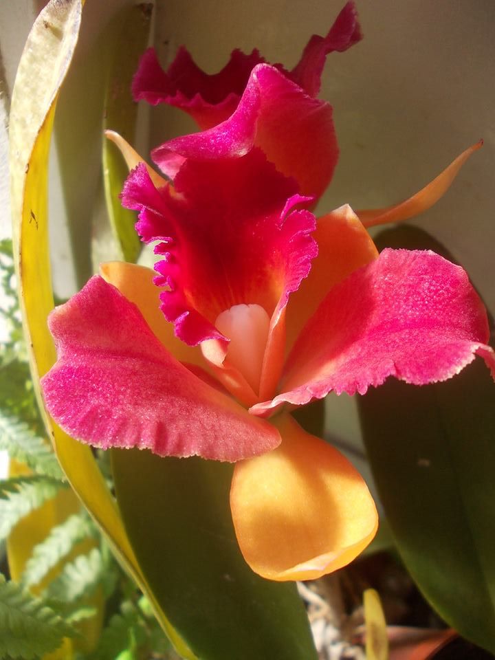 Orchidée Cattleya <3 ~~~~~~
