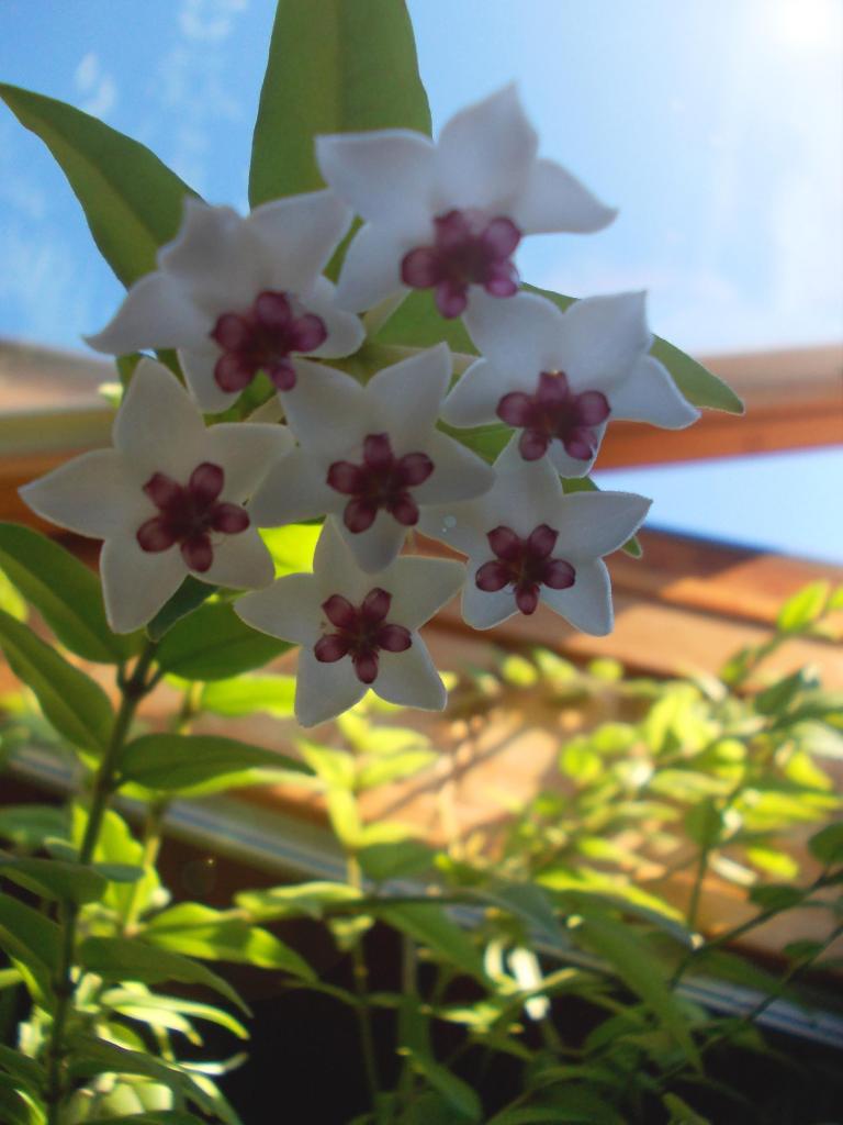 Hoya bella en fleurs'