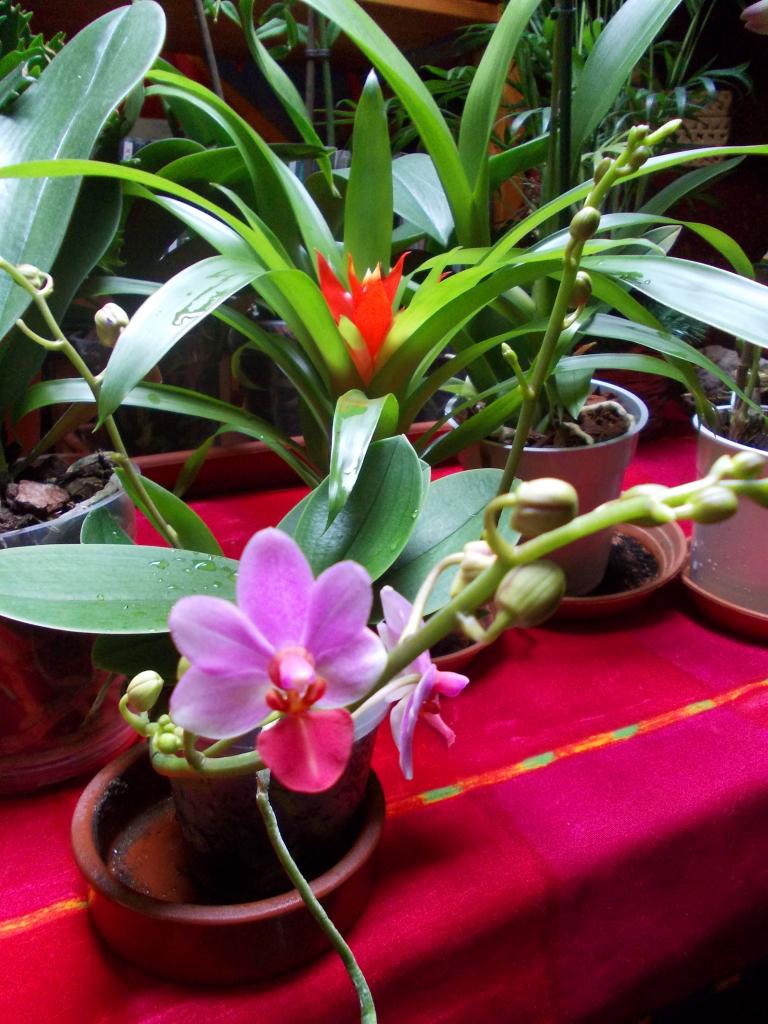 Orchidée Phalaenopsis hybride à petites fleurs***