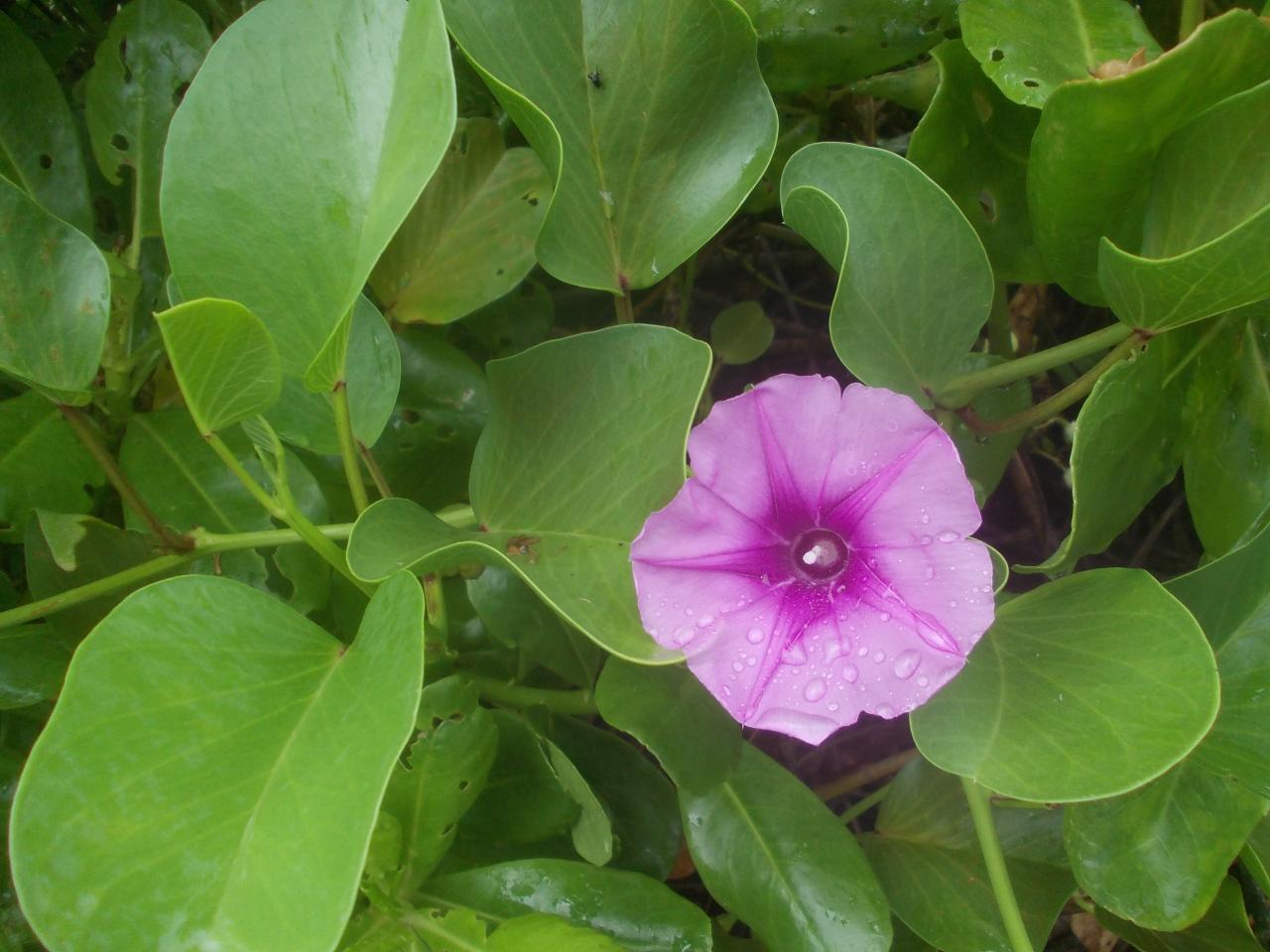 Ipomoea pes caprae'